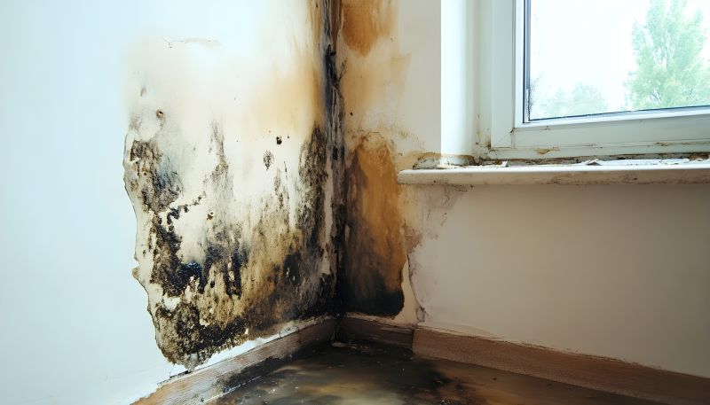 Mold Mitigation Service in Bergen County, NJ