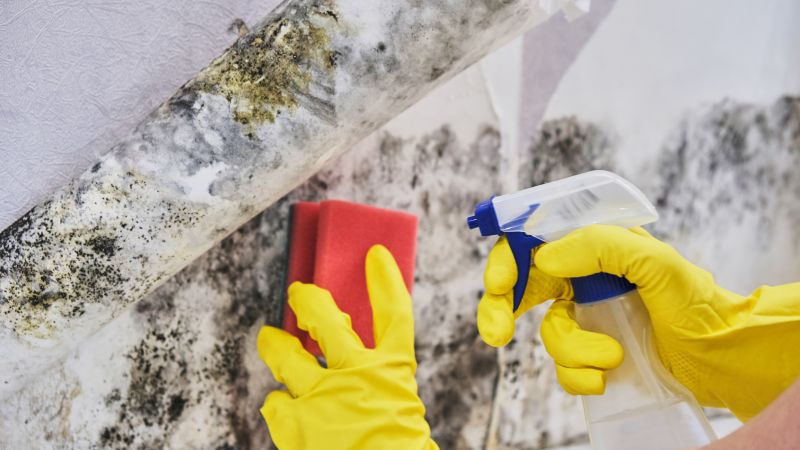 Mold Abatement Service in Essex County, NJ
